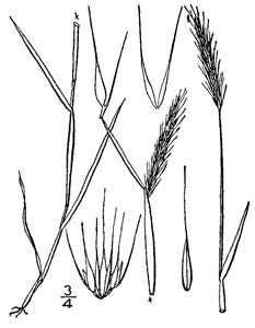 Little Barley /
Hordeum pussillum